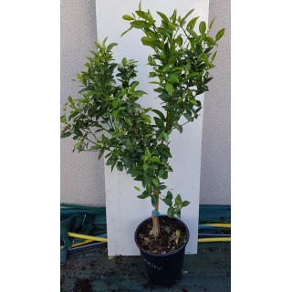 Citrus x tangelo 'Murina' greffÃ© sur FA5 / Mandarin