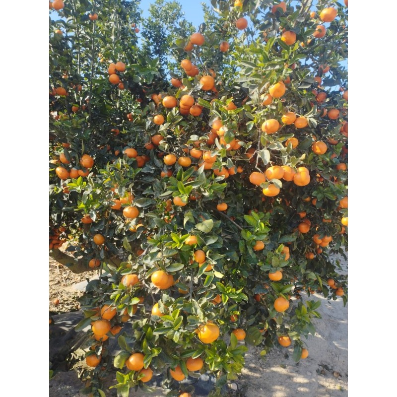 Citrus x tangor 'Murcott' greffé sur FA5 / Mandarin Citrus x tangor 'Murcott' greffé sur FA5 / Mandarin