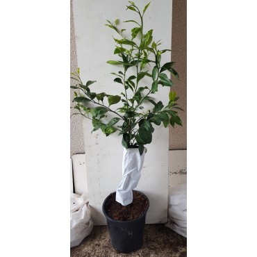 Citrus unshui 'Hashimoto' greffÃ© sur FA5 / Mandarinier Satsuma