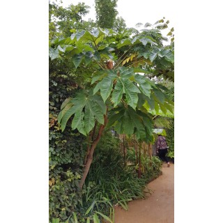 Tetrapanax papyrifera 'Rex' / Plante Ã  papier de riz