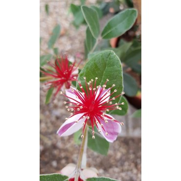Feijoa sellowiana 'Triumph' / Goyave verte