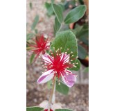 Feijoa sellowiana 'Triumph' / Goyave verte