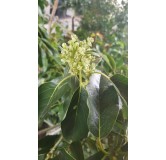 Persea americana 'Duke 7' (In Vitro) / Avocatier mexicain