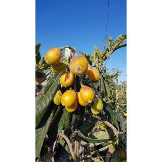 Eriobotrya japonica 'California' (De Greffe) / NÃ©flier du Japon