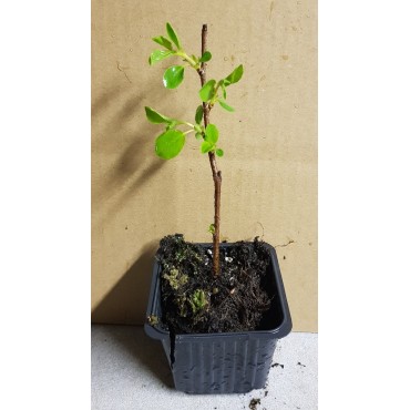 Prunus x 'Carmine Jewel' / Griottier nain