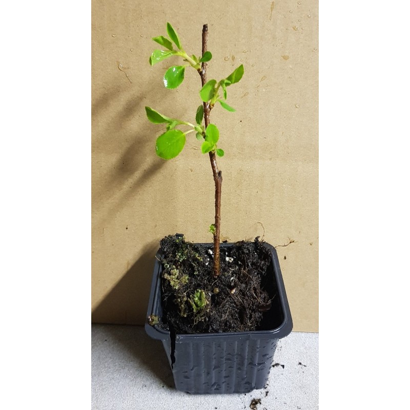 Prunus x 'Carmine Jewel' / Griottier nain Prunus x 'Carmine Jewel' / Griottier nain
