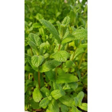 Mentha x piperita 'Mojito' / Menthe 'Mojito'