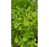 Mentha x piperita 'Mojito' / Menthe 'Mojito'