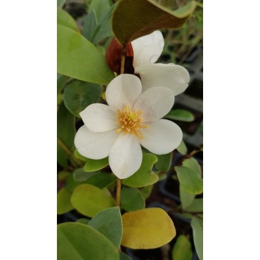 Michelia laevifolia 'Gail's favorite'