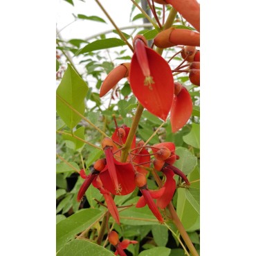 Erythrina crista-galli / Erythrine CrÃªte de coq