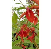 Erythrina crista-galli / Erythrine CrÃªte de coq