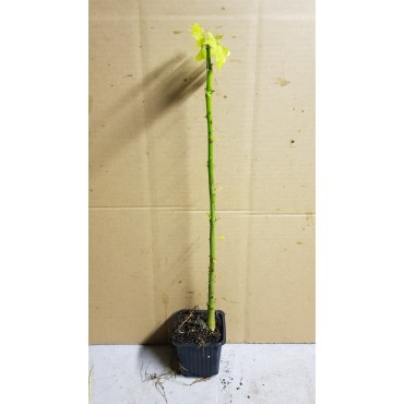 Erythrina corallodendron / Erythrine CrÃªte de coq