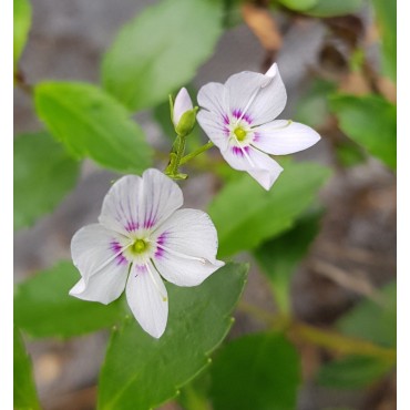 Parahebe lyallii / VÃ©ronique Ã  fleurs blanches