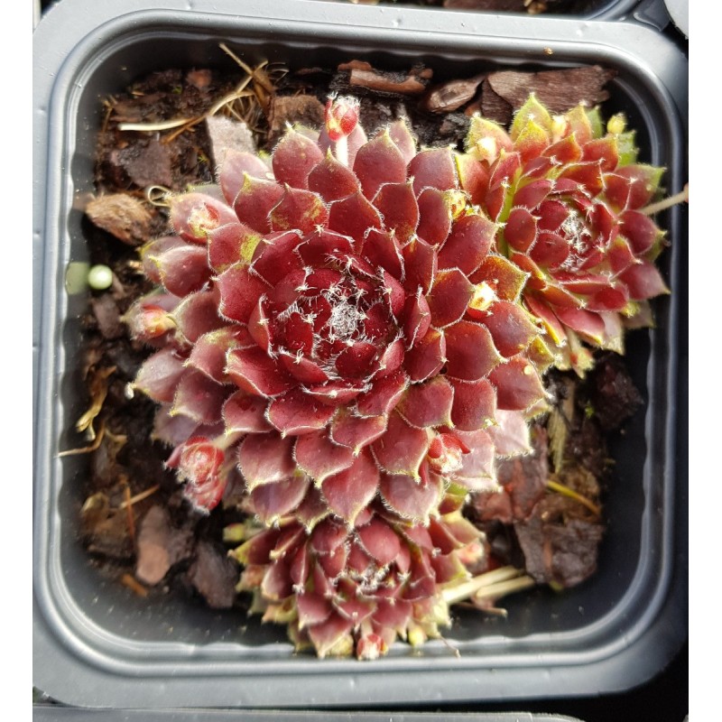 Sempervivum chick charms ® 'Cosmic candy' / Joubarbe à rosette rouge foncé cœur duveteux Sempervivum chick charms ® 'Cosmic candy' / Joubarbe à rosette rouge foncé cœur duveteux