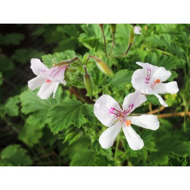 Pelargonium x citriodorum / GÃ©ranium au parfum citronnÃ©e