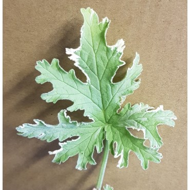 Pelargonium graveolens 'Lady Plymouth' / GÃ©ranium au parfum de menthe poivrÃ©e