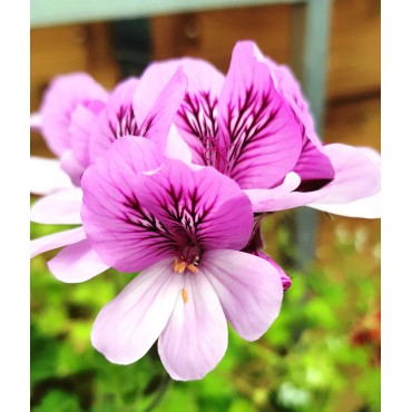 Pelargonium 'Cola Bottles' / GÃ©ranium au parfum de cola