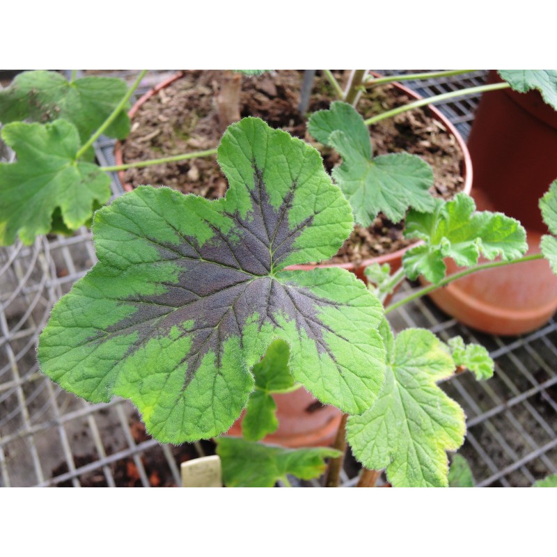 Pelargonium x tomentosum 'Chocolate' / Géranium au parfum de menthe chocolat Pelargonium x tomentosum 'Chocolate' / Géranium au parfum de menthe chocolat
