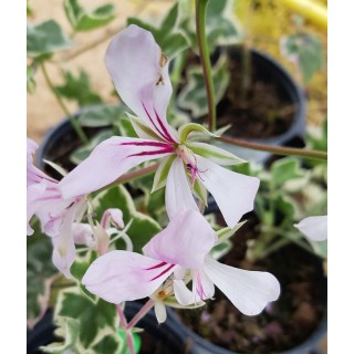 Pelargonium x hederaefolium 'L'Ã©lÃ©gante' / GÃ©ranium lierre panachÃ©