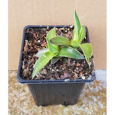 Agave filifera
