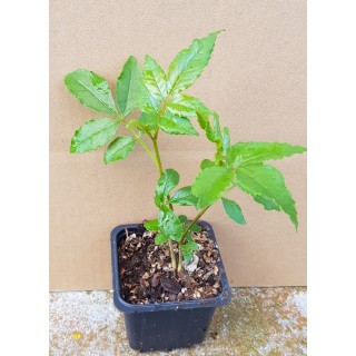 Zanthoxylum piperitum (semis) / Poivrier du Sichuan