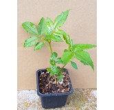 Zanthoxylum piperitum (semis) / Poivrier du Sichuan