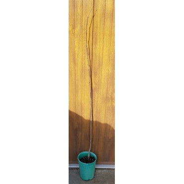Asimina triloba (Semis) / Asiminier