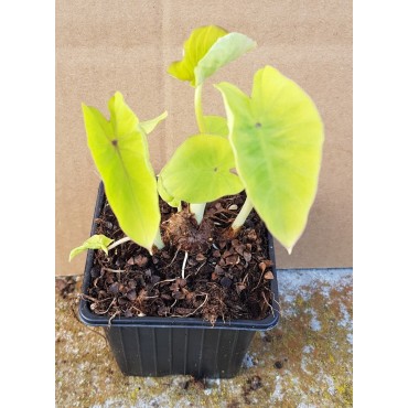 Colocasia 'Red-eyed Gecko'/ Oreille d'Ã©lÃ©phant gÃ©ante verte lime Ã  nervure violette