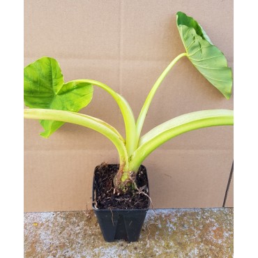 Colocasia esculenta / Taro comestible