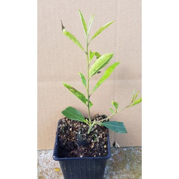 Ilex paraguariensis / ThÃ© du Paraguay