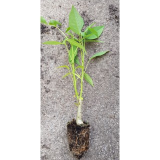 Erythrina corallodendron / Erythrine CrÃªte de coq