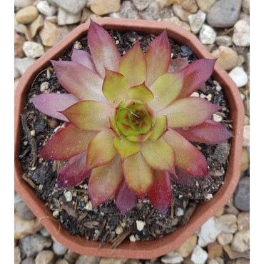 Sempervivum 'Orange Glow'