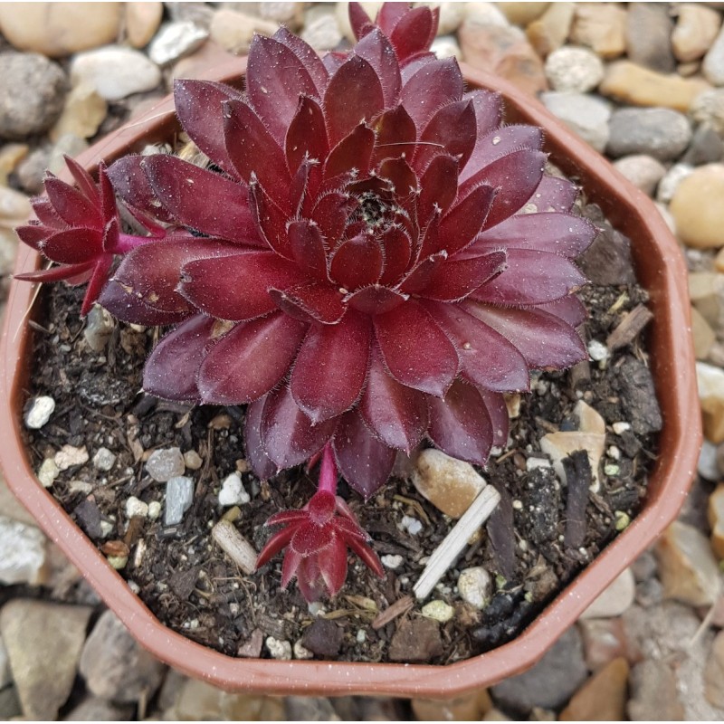 Sempervivum 'Flasher' Sempervivum 'Flasher'