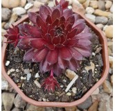 Sempervivum 'Flasher'