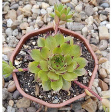 Sempervivum 'Leon Yellow'