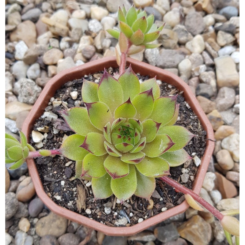 Sempervivum 'Leon Yellow' Sempervivum 'Leon Yellow'