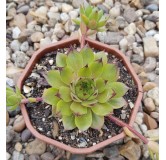 Sempervivum 'Leon Yellow'