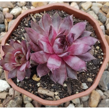 Sempervivum 'Zulay'