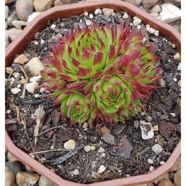 Jovibarba x nixonii 'Feuerrad'