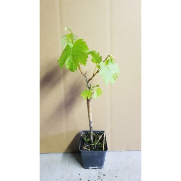 Vitis vinifera 'Chardonnay' greffÃ© sur 3309 cl144 / CÃ©page blanc 'Chardonnay'