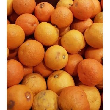 Citrus aurantium greffÃ© sur Poncirus /Bigaradier de SÃ©ville