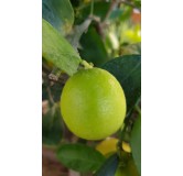 Citrus x latifolia 'Tahiti' greffÃ© sur Volkameriana / Lime de Tahiti