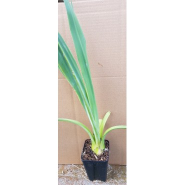 Beschorneria yuccoides / Lis du Mexique
