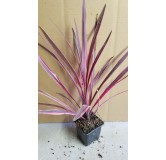 Cordyline x banksii 'Paso Doble'Â®