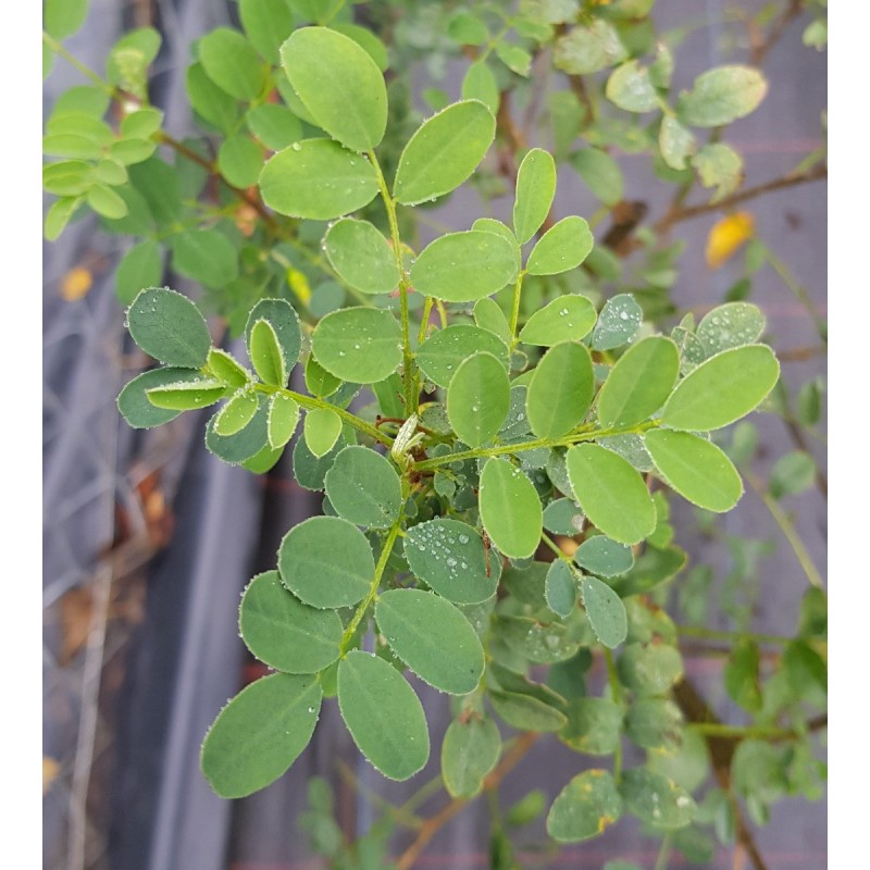 Colutea arborescens / Baguenaudier Colutea arborescens / Baguenaudier