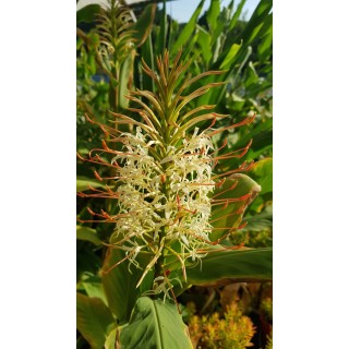 Hedychium aurantiacum 'Blanc' / Longose blanc