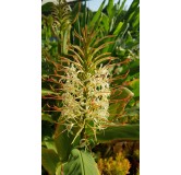 Hedychium aurantiacum 'Blanc' / Longose blanc