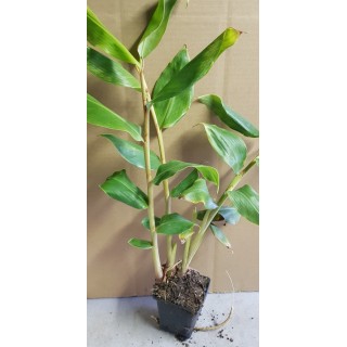 Hedychium gardnerianum / Longose jaune