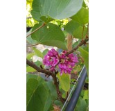 Cercis silicastrum / Arbre de JudÃ©e