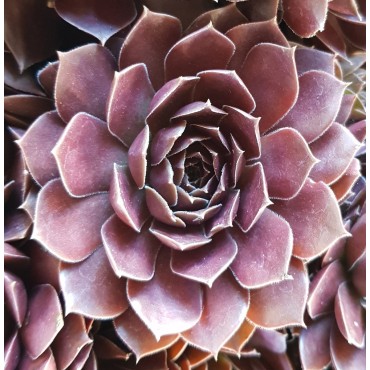 Sempervivum chick charms Â® 'Chocolate kiss' / Joubarbe Ã  rosette couleur chocolat